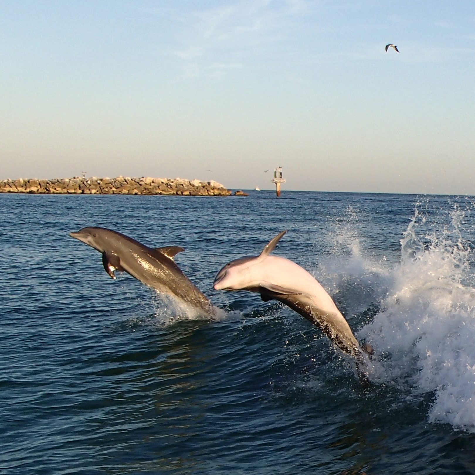 Destin Dolphin View Beachfront Vacation Rentals
